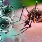 Cocirculação do Vírus mayaro e chikungunya em Roraima vírus