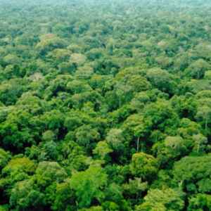 Técnica inovadora pode acelerar a restauração florestal restauração