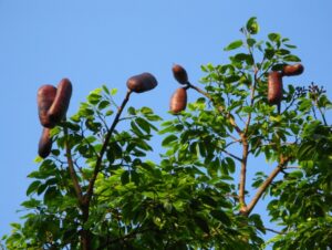 Captura-de-tela-2024-05-21-170221-300x226 Técnica inovadora pode acelerar a restauração florestal