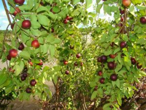 recuperação vegetal