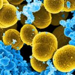 Terapia com luz reduz resistência de bactéria a antibióticos Bactéria