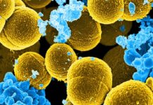 Terapia com luz reduz resistência de bactéria a antibióticos Bactéria