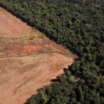 Desmatamento no Brasil cai 11,6% em 2023, exceto no Cerrado Cerrado