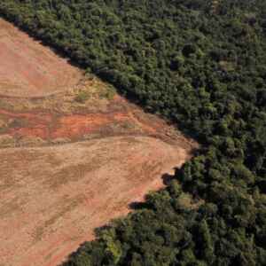 Desmatamento no Brasil cai 11,6% em 2023, exceto no Cerrado Cerrado