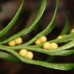 Tmesipteris oblanceolate