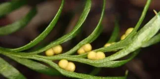 Recorde mundial quebrado para o ser vivo com mais DNA Tmesipteris oblanceolate