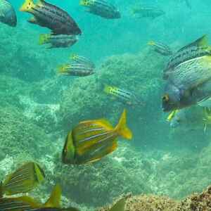 Peru aprova a criação de uma aguardada área de marinha protegida peru