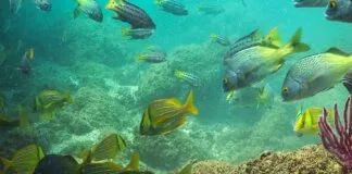 Peru aprova a criação de uma aguardada área de marinha protegida peru