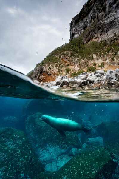 A large male fur seal cruises the waters of the Galapagos Islands Hope Spot