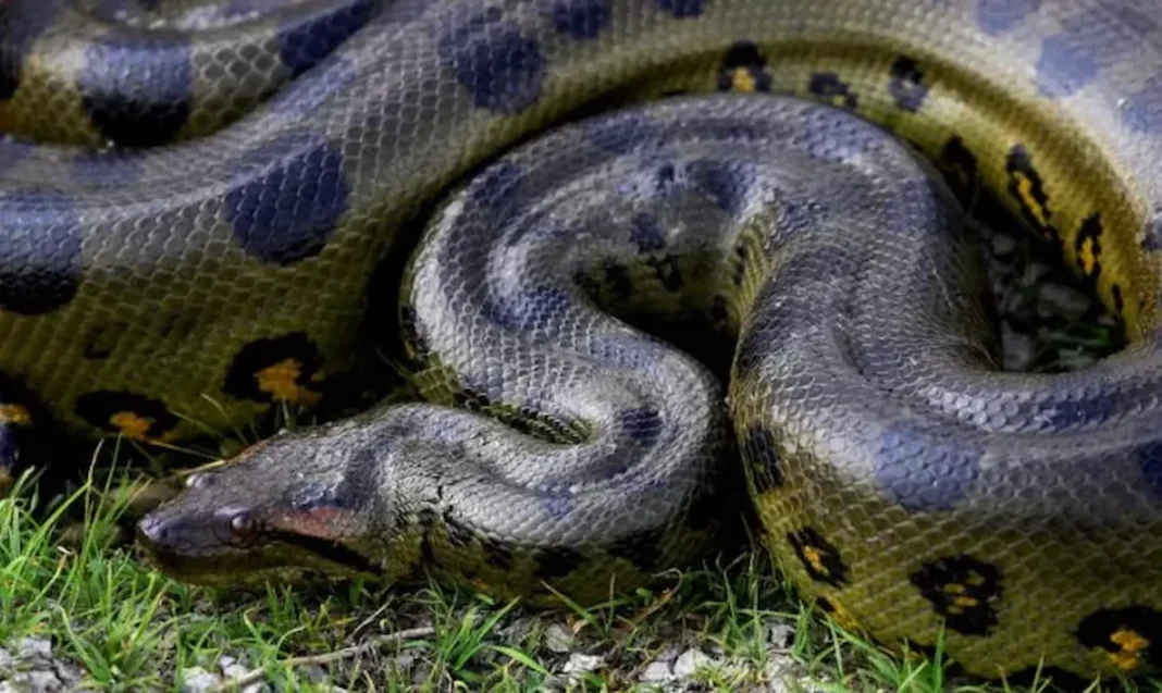 Anaconda Sucuri gigante na Amazônia 1