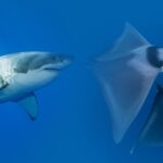 Identificação de raias e tubarões avançam, mas risco de extinção persistem Identificação