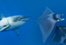 Identificação de raias e tubarões avançam, mas risco de extinção persistem Identificação