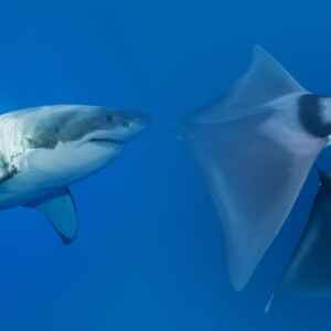 Identificação de raias e tubarões avançam, mas risco de extinção persistem Identificação