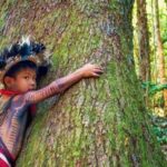 Brasil vira referência global na conservação das florestas tropicais