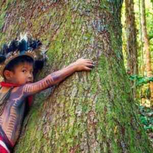 Brasil vira referência global na conservação das florestas tropicais