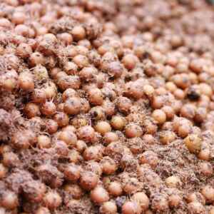 Projeto no Pará converte 10 mil t de caroço de açaí em energia renovável projeto