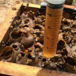 Extração de Compostos Bioativos de Resíduos Agrícolas para Cosméticos e Alimentos extração