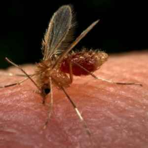 Estudo da Fiocruz Reduz Riscos no Tratamento da Leishmaniose Cutânea leishmaniose