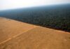 Desmatamento na Amazônia e Cerrado Mostra Tendência de Queda desmatamento