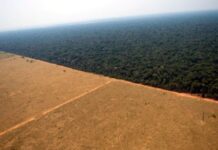 Desmatamento na Amazônia e Cerrado Mostra Tendência de Queda desmatamento
