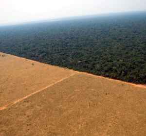 Desmatamento na Amazônia e Cerrado Mostra Tendência de Queda desmatamento