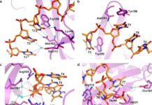 Identificada proteína que ajuda Covid-19 a escapar do sistema imune proteína
