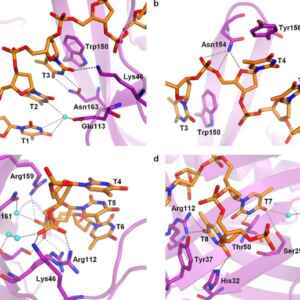 Identificada proteína que ajuda Covid-19 a escapar do sistema imune proteína