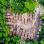 Degradação Florestal por Extração de Madeira Atinge Novas Áreas no Pará degradação