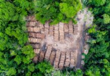 Degradação Florestal por Extração de Madeira Atinge Novas Áreas no Pará degradação