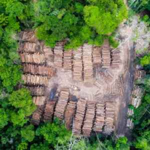 Degradação Florestal por Extração de Madeira Atinge Novas Áreas no Pará degradação
