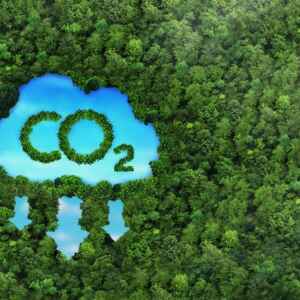 A ‘Remoção de Carbono Baseada na Natureza’ é Melhor que Compensações de Carbono? carbono