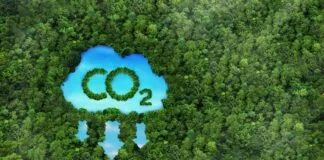A 'Remoção de Carbono Baseada na Natureza' é Melhor que Compensações de Carbono? carbono