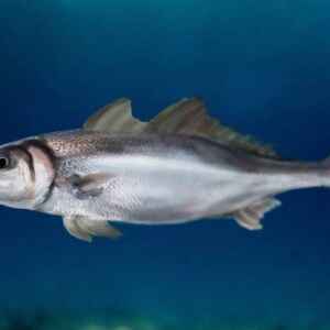 Introdução de Peixe Amazônico em reservatório paulista reduz espécies nativas peixe