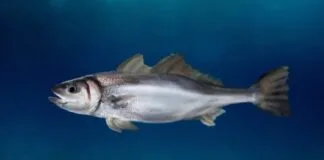 Introdução de Peixe Amazônico em reservatório paulista reduz espécies nativas peixe