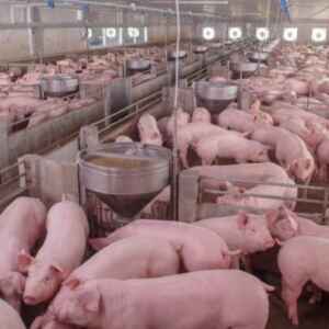 Coreia do Sul Abre Mercado para Subprodutos Suínos Brasileiros Destinados à Alimentação Animal Coreia