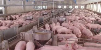 Coreia do Sul Abre Mercado para Subprodutos Suínos Brasileiros Destinados à Alimentação Animal Coreia