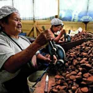 Cooperativas Impulsionam Nova Era de Sustentabilidade no Brasil