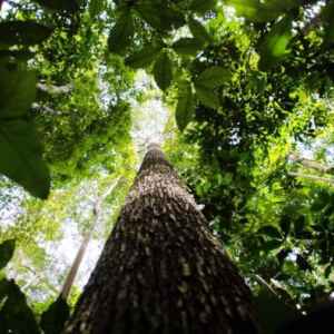 Sinergia Investimentos Abre Inscrições para Aceleração de Negócios na Amazônia Legal