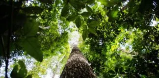 Sinergia Investimentos Abre Inscrições para Aceleração de Negócios na Amazônia Legal Sinergia Investimentos Abre Inscrições para Aceleração de Negócios na Amazônia Legal