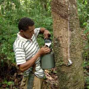 Conab Realiza Novos Leilões para Apoiar Comercialização e Escoamento de Borracha