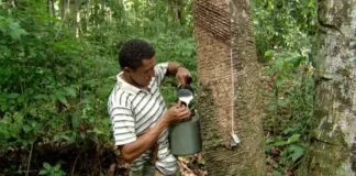 Conab Realiza Novos Leilões para Apoiar Comercialização e Escoamento de Borracha Conab Realiza Novos Leilões para Apoiar Comercialização e Escoamento de Borracha