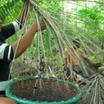 Amazônia