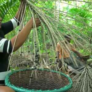 Desafios e Oportunidades da Bioeconomia Inclusiva na Amazônia Amazônia