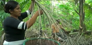 Desafios e Oportunidades da Bioeconomia Inclusiva na Amazônia Amazônia