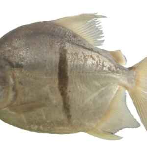 Nova Espécie de Peixe da Amazônia Recebe Nome de Vilão de “O Senhor dos Anéis” espécie