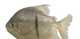 Nova Espécie de Peixe da Amazônia Recebe Nome de Vilão de "O Senhor dos Anéis" espécie