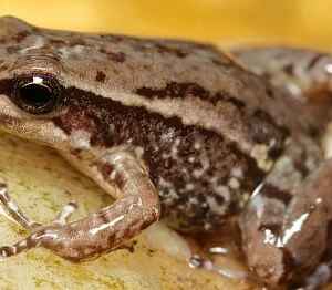 Fenômenos Naturais Ameaçam 10% das Espécies de Vertebrados Terrestres no Mundo