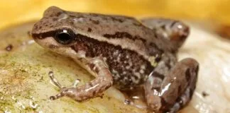 Fenômenos Naturais Ameaçam 10% das Espécies de Vertebrados Terrestres no Mundo Fenômenos Naturais Ameaçam 10% das Espécies de Vertebrados Terrestres no Mundo