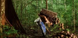 Comunidades do Sul do Amazonas Conhecem o Projeto Floresta+ Comunidades do Sul do Amazonas Conhecem o Projeto Floresta+
