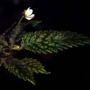 Flor que Resistiu ao Desmatamento é Reconhecida Como Nova Espécie